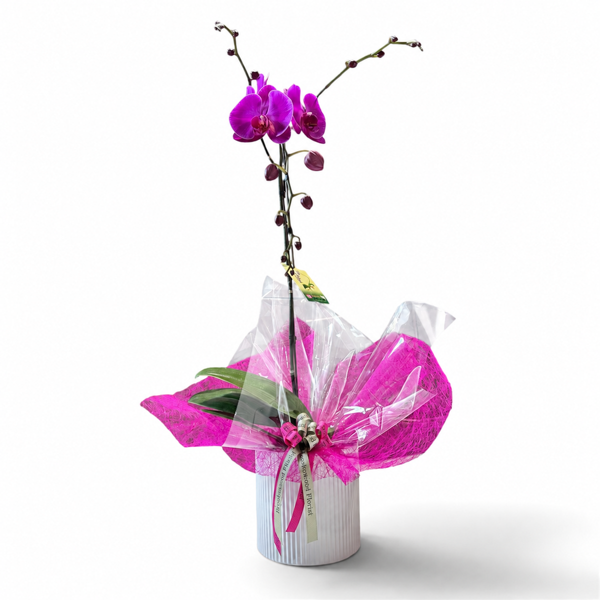 Beautiful Potted Orchid